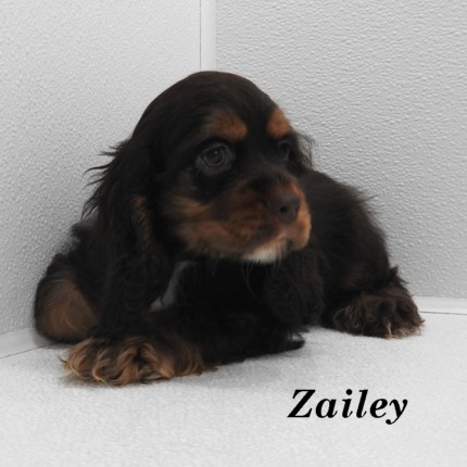 puppy, for, sale, Cocker Spaniel, Joe & Cherri  Overlease, dog, breeder, Miller, MO, dog-breeder, puppy-for-sale, forsale, nearby, find, puppyfind, locator, puppylocator, aca